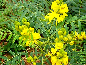 Senna Alexandrina